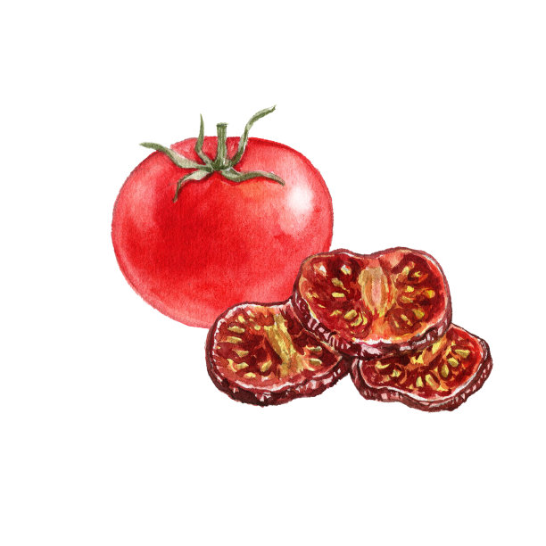 水彩画红番茄图片下载