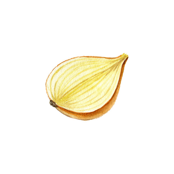 水彩画半个洋葱球图片下载