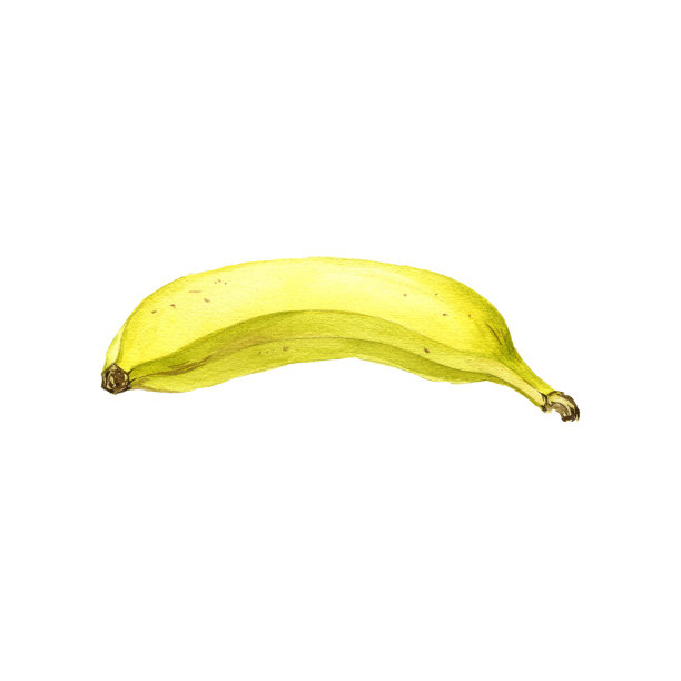 香蕉，水彩画水果在白色背景图片下载
