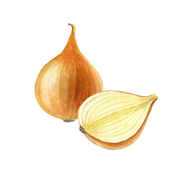 水彩画洋葱球图片下载