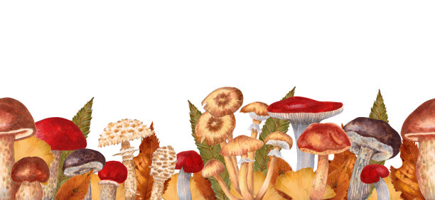 可食用蘑菇和叶子的边界。秋日的香菇与树叶花纹无缝衔接。农贸市场设计、包装等横向横幅或框架。图片下载