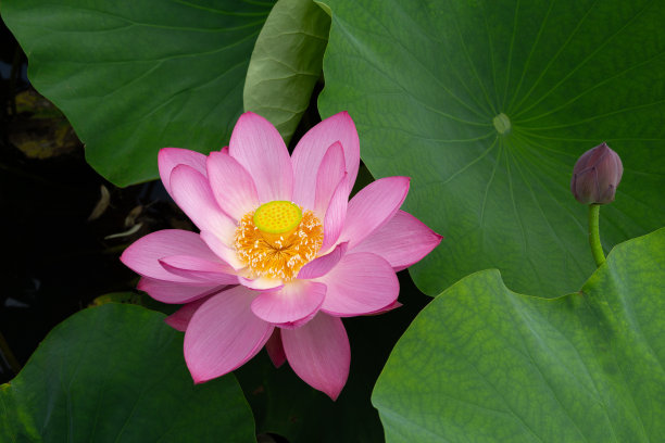 美丽的古荷花在清晨的沼泽里盛开。图片下载