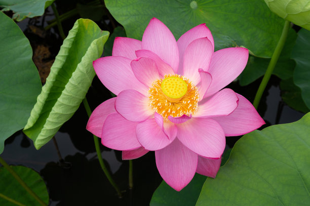 清晨池塘里盛开的美丽的古荷花特写。图片下载