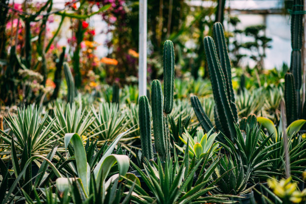 种植植物苗圃图片下载