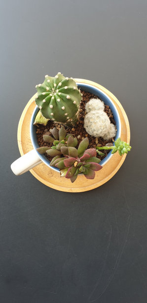 仙人掌图片下载