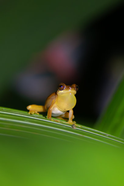 青蛙发出声音图片下载