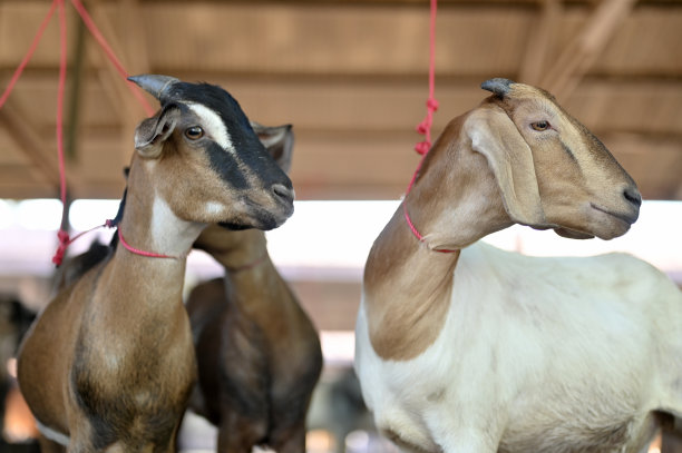 家山羊特写图片下载