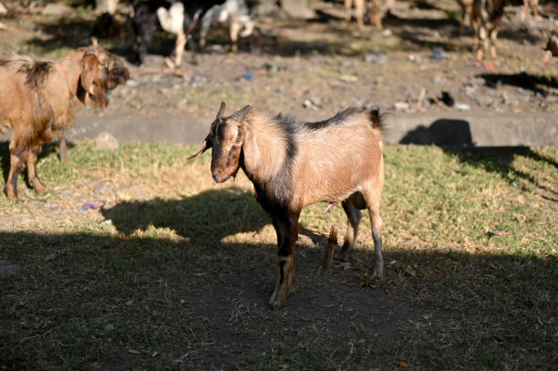传统山羊市场图片下载