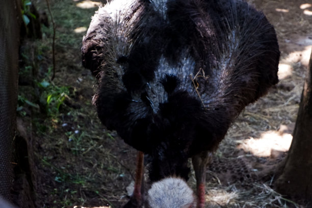 鸵鸟下午在地上觅食时的选择性聚焦。图片下载