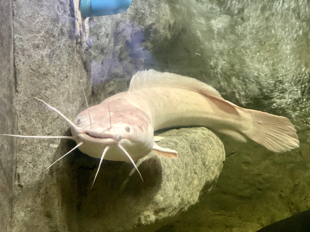 一条长着长鼻子和长尾巴的鱼的照片，有一条鱼正躺在水里的一块岩石上图片下载
