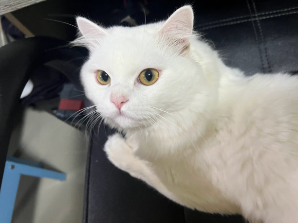 一张照片上一只白猫坐在椅子上看着镜头，还有一只白猫坐在黑色的椅子上图片下载