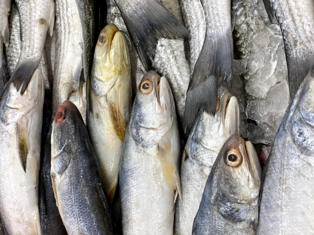 一群鱼坐在桌子上的照片，有很多鱼一起坐在水里图片下载