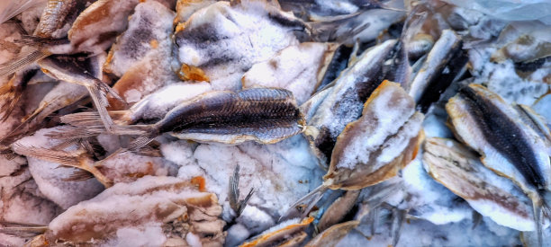 经干燥和腌制保存的加工海鱼图片下载