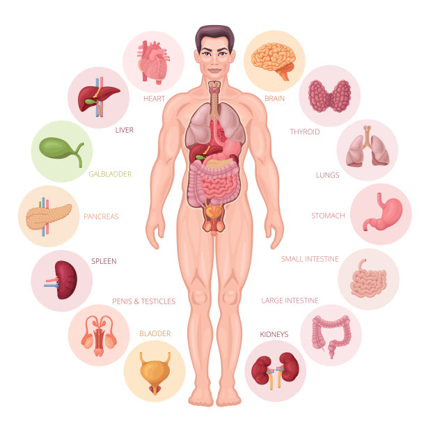 人体内部器官。男性身体向量。图片下载