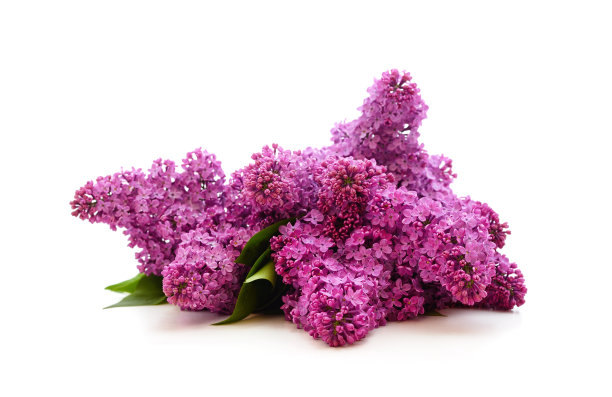 带有叶子的紫丁香的香味。图片下载