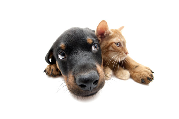 大的头图片下载