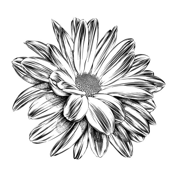 菊花的墨水画。向量EPS10插图图片下载