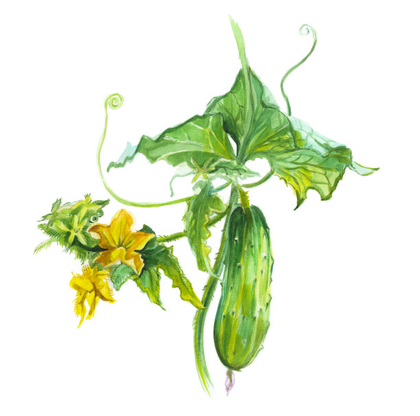 黄瓜,传统的水彩画图片下载