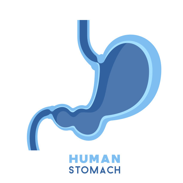 人类的胃图片下载