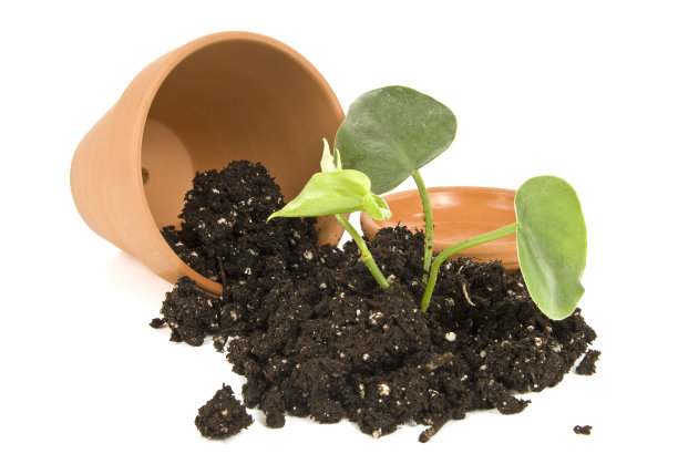 新园林植物图片下载