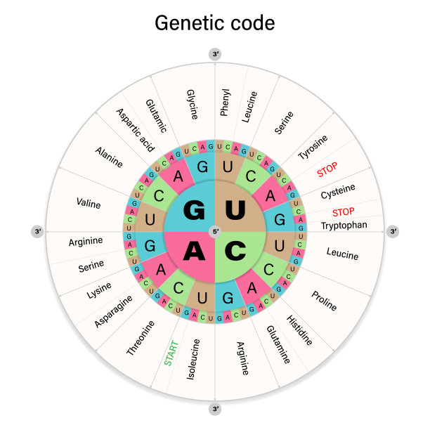遗传密码。一个信使rna密码子的三个碱基氨基酸序列。图片下载