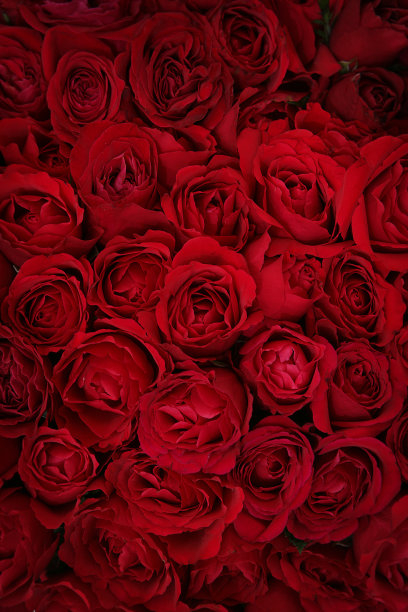 深玫瑰图片下载