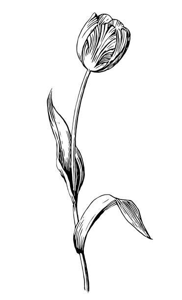 来吧， 吉斯内里亚纳， 迪迪尔的郁金香， 花园郁金香图片下载