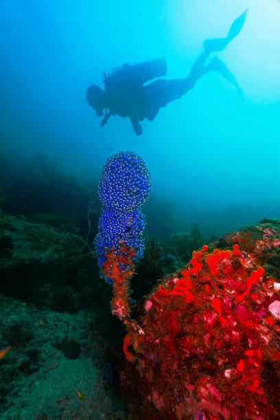 五彩缤纷的水下景观和柔软的珊瑚礁图片下载