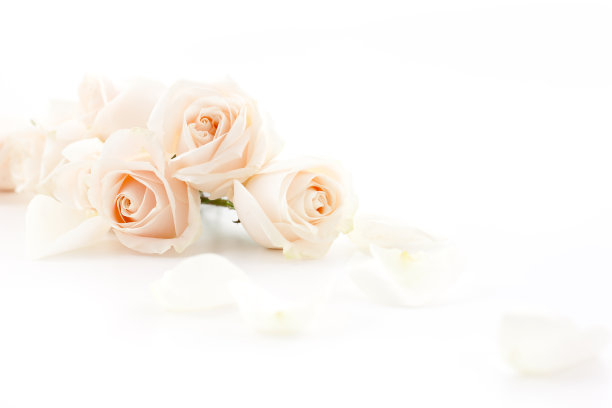 白玫瑰图片下载