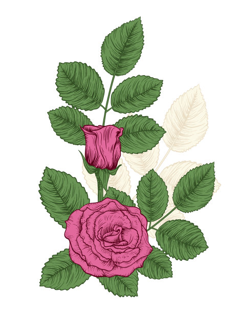 玫瑰的植物学绘画图片下载