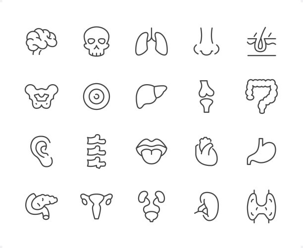 内部器官图标设置。可编辑的笔划粗细。像素完美的图标。图片下载