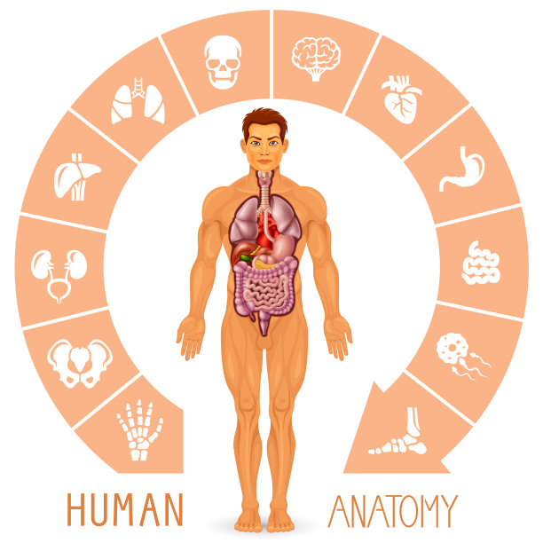人体及内脏器官图片下载