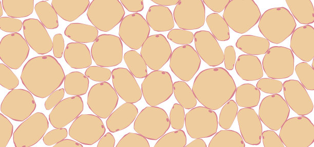 脂肪组织图片下载