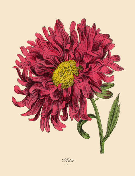 紫菀或星植物，维多利亚植物学插图图片下载
