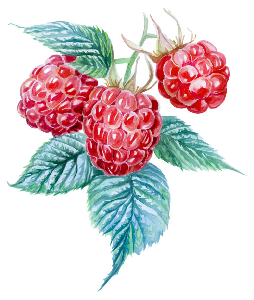 三个覆盆子在白色的背景上。水彩画图片下载