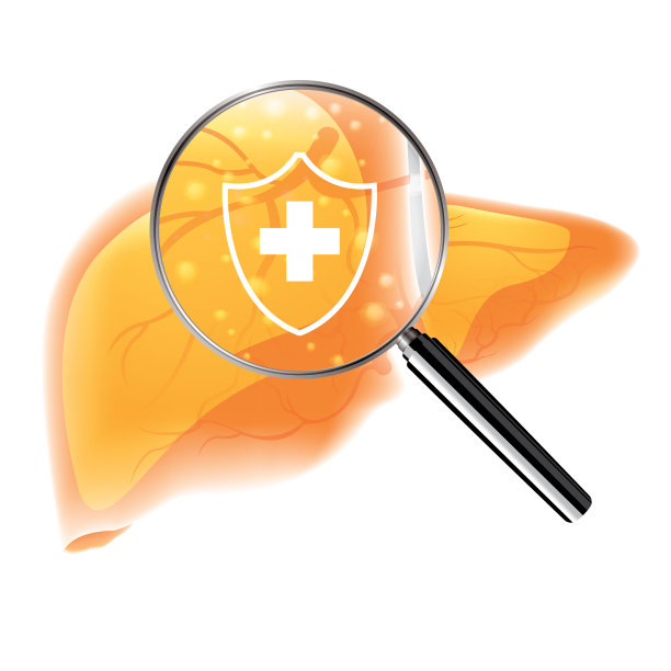 肝脏的保护图片下载