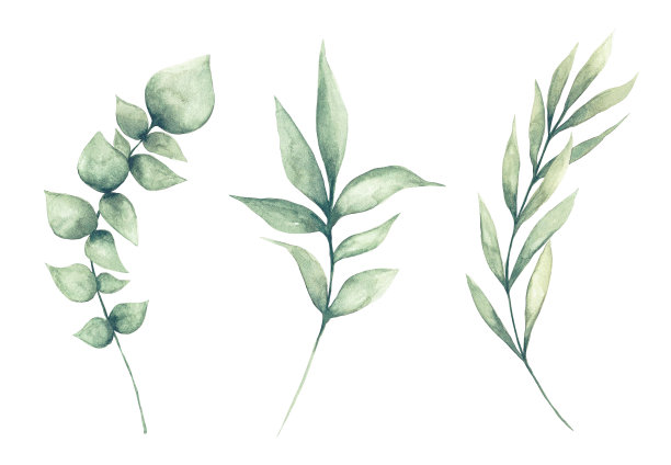 一套水彩绿色叶子剪贴画图片下载