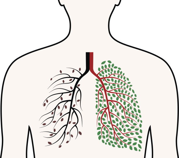 健康和患病的人类肺部概念。图片下载