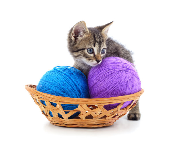 一只篮子里有球的灰色小猫。图片下载