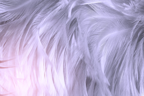 美丽的紫色羽毛纹理背景，柔和的趋势颜色图片下载