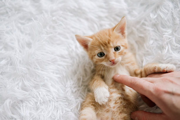 小猫喜欢被女人的手抚摸图片下载