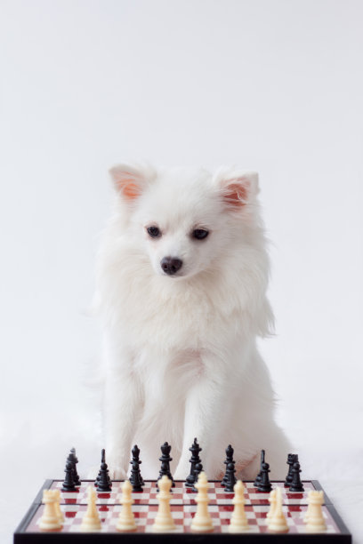 白色博美犬坐在白色背景的棋盘旁图片下载