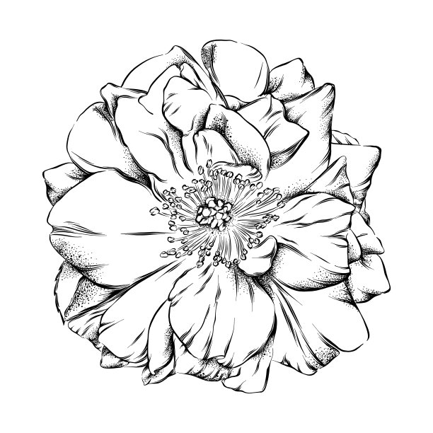 野玫瑰矢量墨水画。向量EPS10插图图片下载