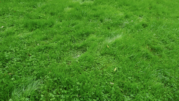 绿草自然的背景纹理图片下载