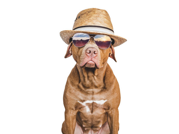 可爱的，漂亮的小狗棕色，太阳帽和太阳镜图片下载