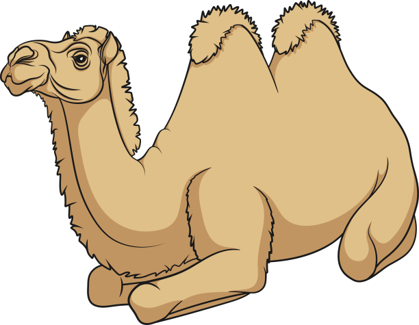 颜色与双峰驼图片下载