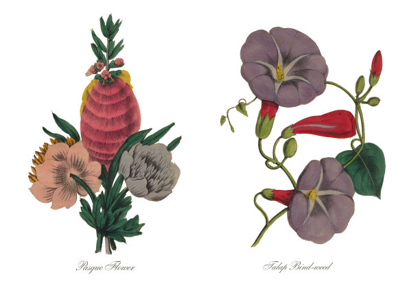 旋花或牵牛花维多利亚植物学插图图片下载