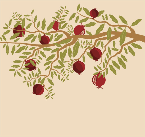 带有成熟果实的石榴枝图片下载