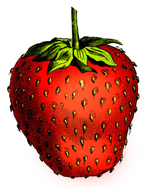 蔬菜植物古董雕刻彩色插图:草莓图片下载