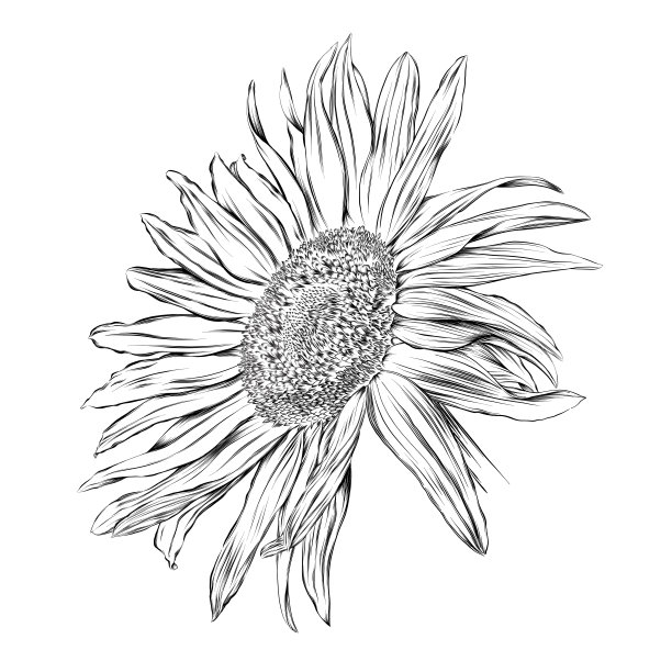 向日葵钢笔和水墨画。向量EPS10插图图片下载